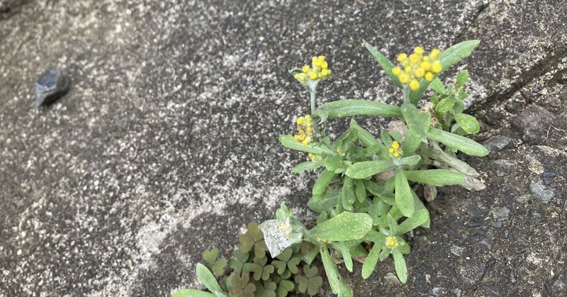 道端のかわいい母子草をイメージに、野花のブーケブローチを