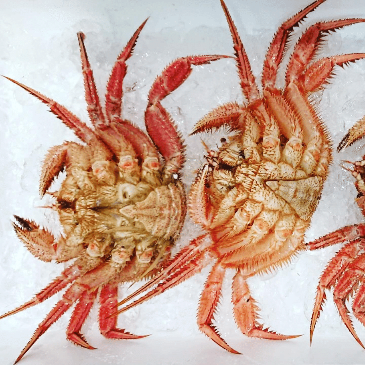 新潟 佐渡沖の毛蟹 ケガニ 魚が来る 明日 新潟から 鮮魚通販 Note