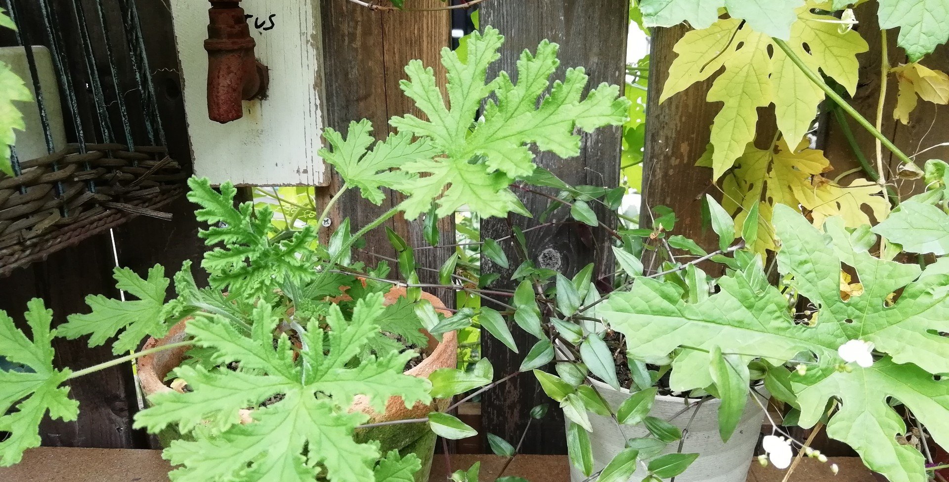 矢車草の種まき 作業台 Note