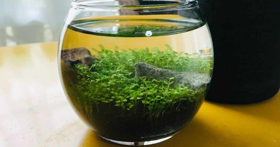 育てる水草 その後 ポメラいつし Note