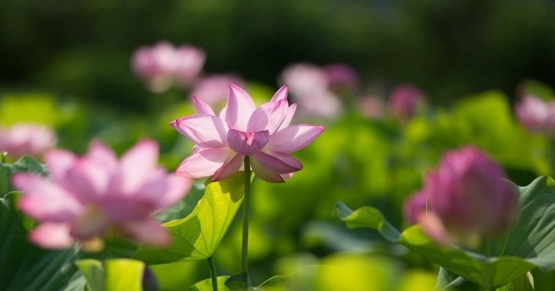 amazon棺桶に思うこと あとお葬式の話 子連れのママイさん note