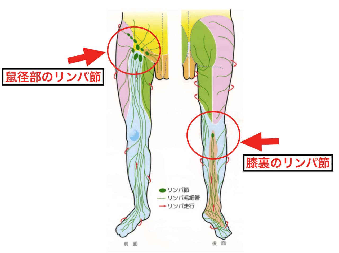 回転する ジャンクション 構成する 膝 裏 リンパ マッサージ Englishaffairs Org