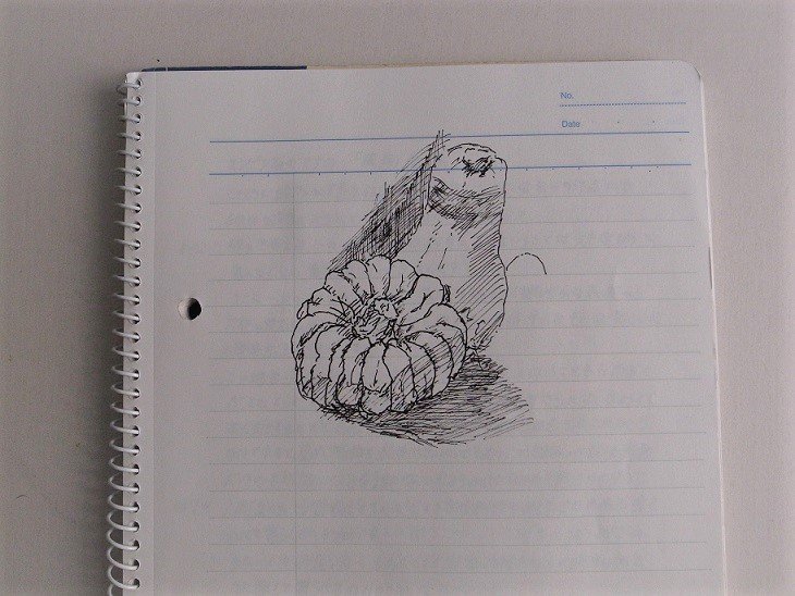 絵を描く手帳というのを買ってみた 水彩スケッチ帖 Note