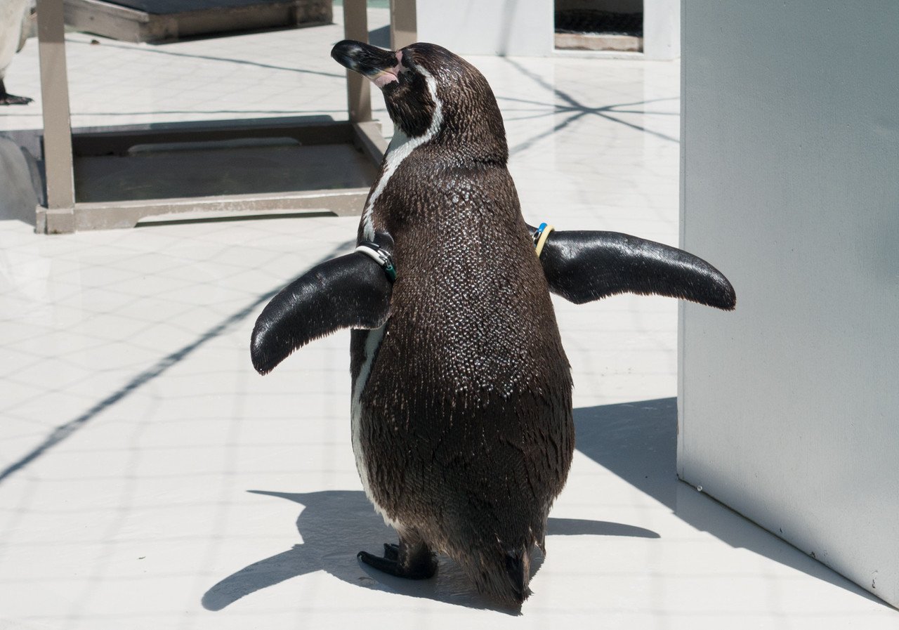 羽ばたくペンギン001