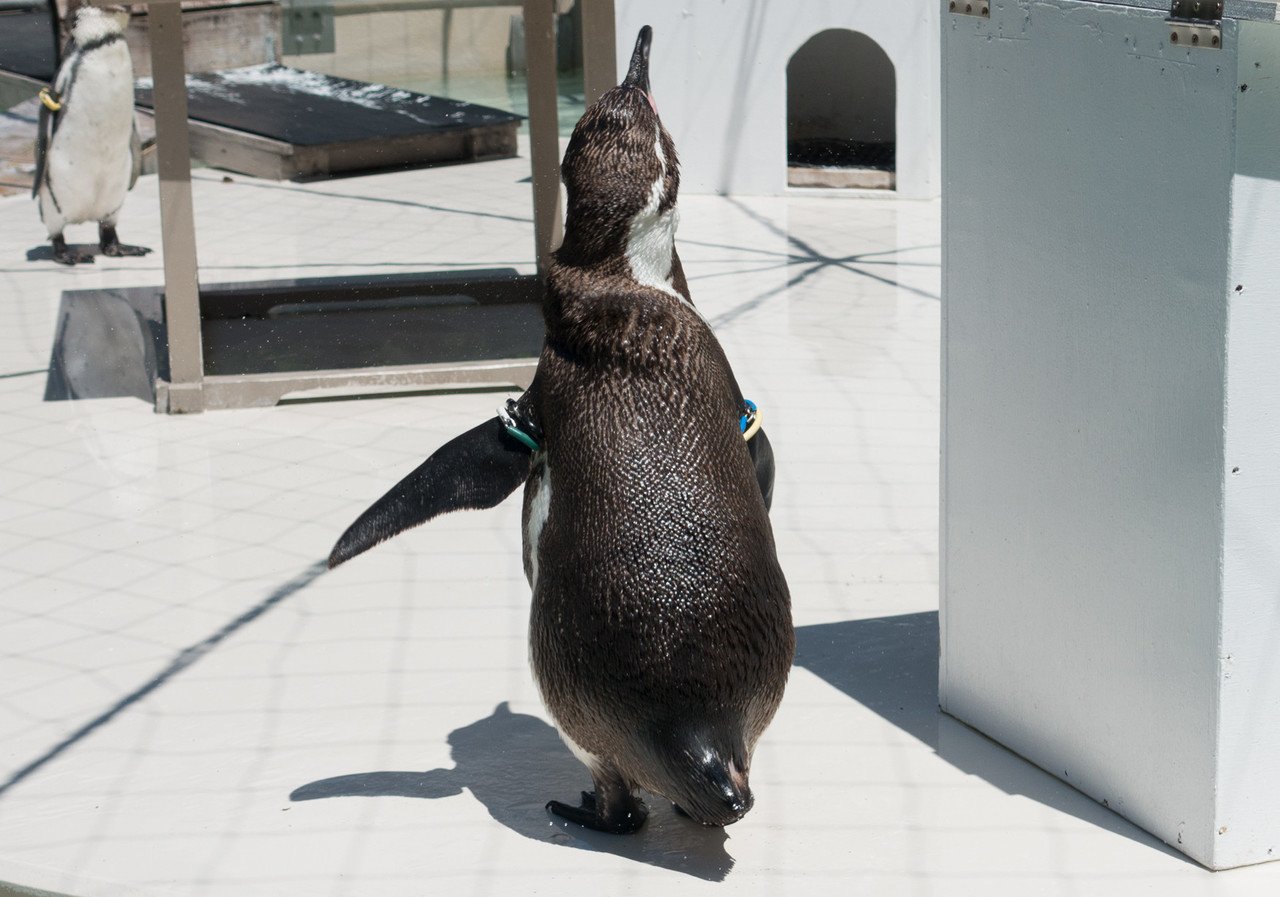 羽ばたくペンギン004