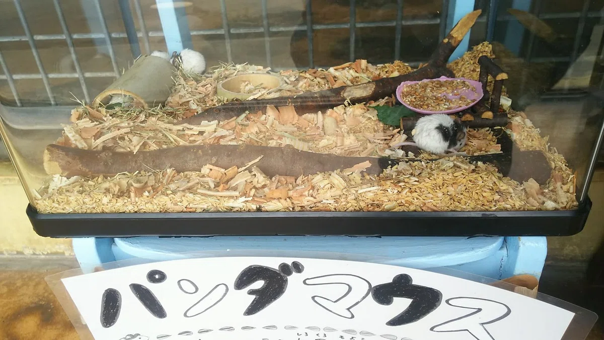 画像9