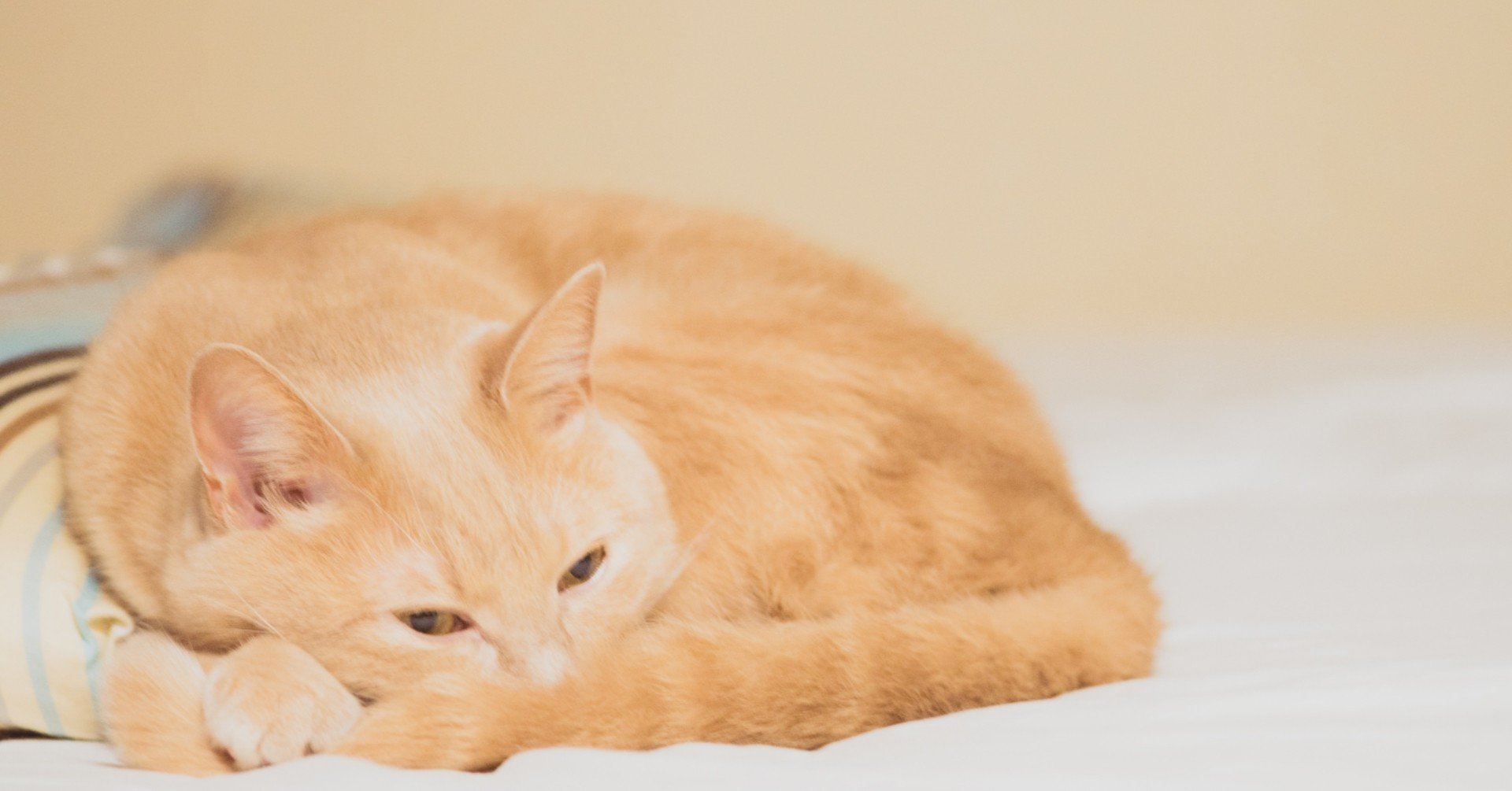 猫になる 18 うちのねこが冬眠モードになってきた Ryosuke ねこ絵本 Note 猫になる 18 うちのねこが冬眠モードになってきた Ryosuke ねこ絵本 Note