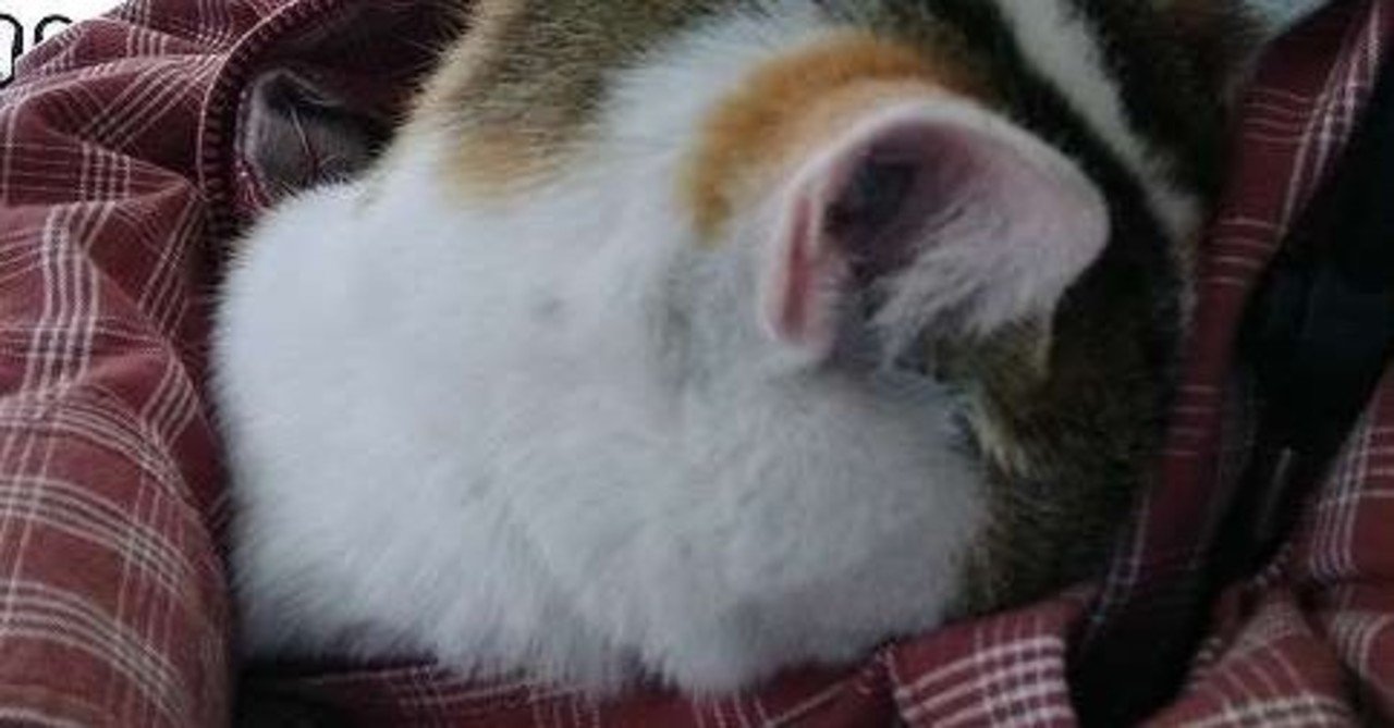 蚊の鳴くような小さな声で ねこ のんびりきよし Note 蚊の鳴くような小さな声で ねこ のんびりきよし Note