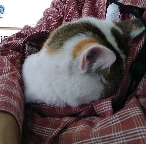蚊の鳴くような小さな声で ねこ のんびりきよし Note 蚊の鳴くような小さな声で ねこ のんびりきよし Note