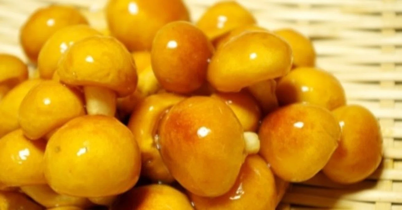 ダイエット・健康 nameko なめこの糖質とカロリーが1秒でわかる！ダイエット向き？｜はると｜3