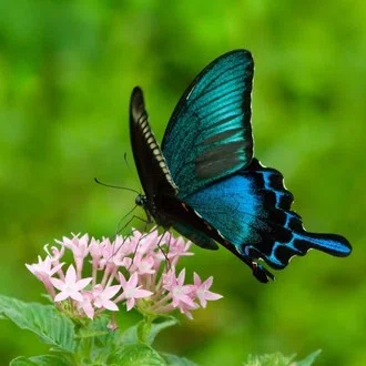 🦋カラスアゲハ🦋