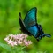 🦋カラスアゲハ🦋