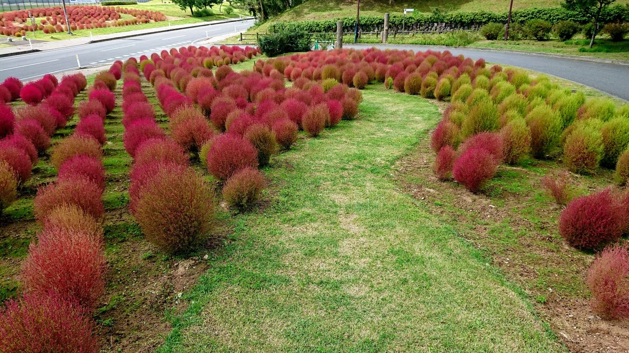 コキアの紅葉 もふもふのもふう Note