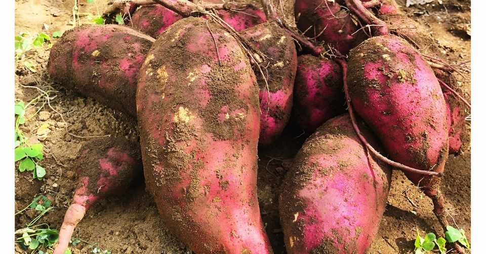 卵白アレルギー娘のおやつ作り スイートポテト編 ゆあささんの麹ベース 湯浅さえか Note