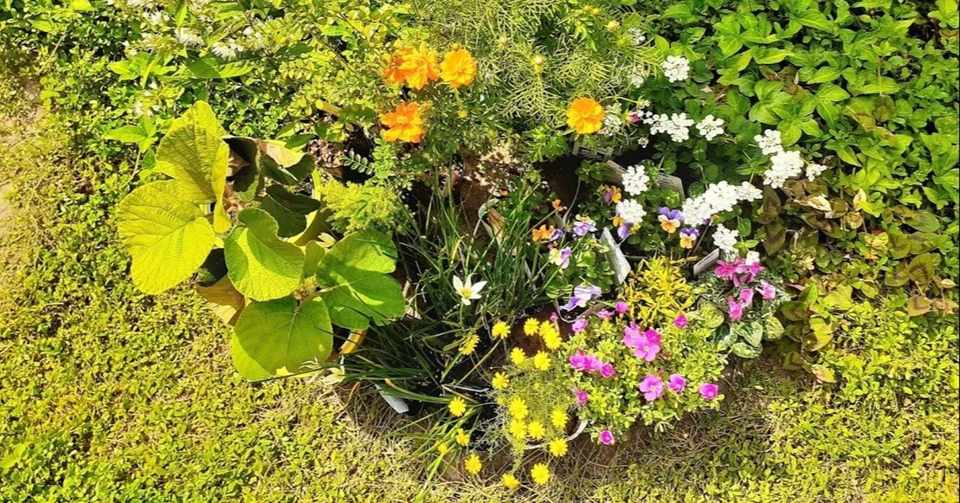 今日の庭 10 6 秋から冬に楽しむ寄せ植えづくり はた坊 Note