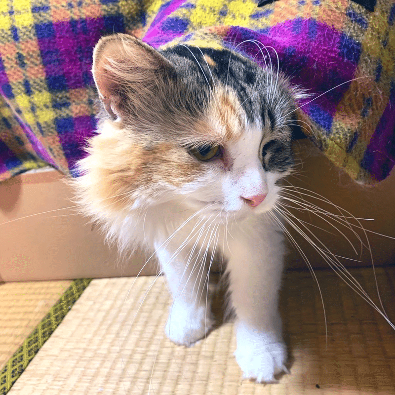 飼い猫にノミがいた ホスピリカ Note