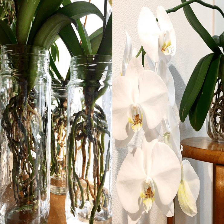 好きな理由は 野生 と 縁 を感じたから 胡蝶蘭その11 らく Note