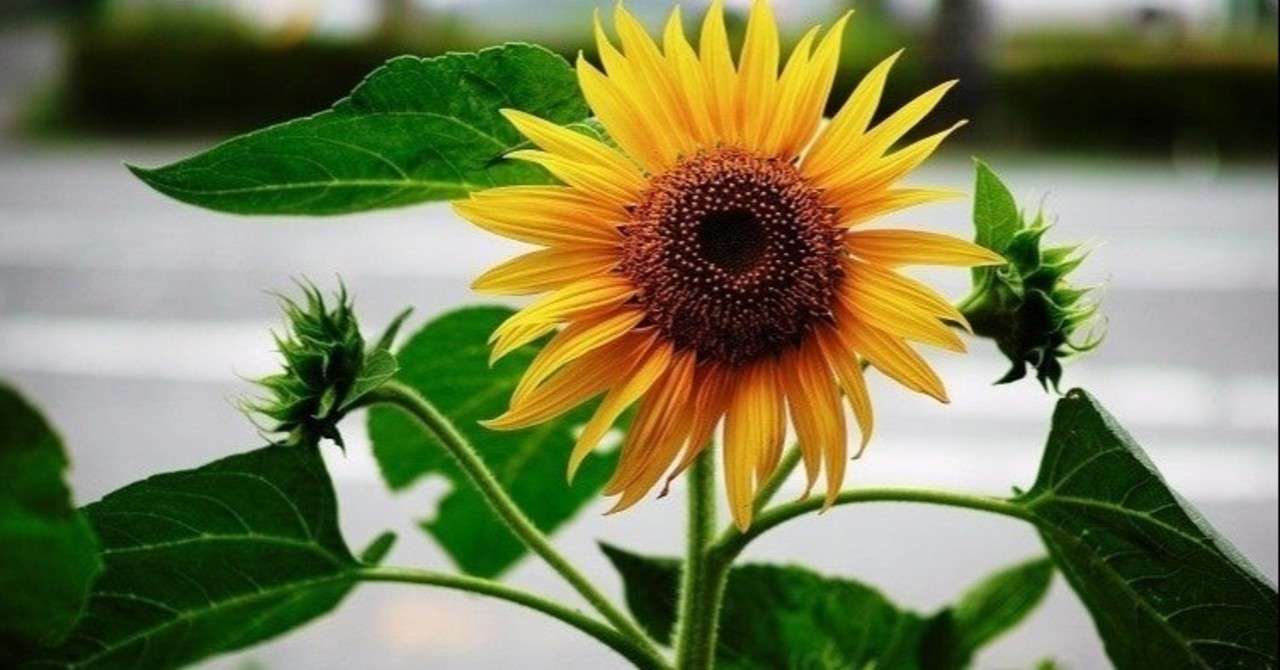 Nhkのど自慢まとめ アニソン編 10 11更新 Y Rx Note