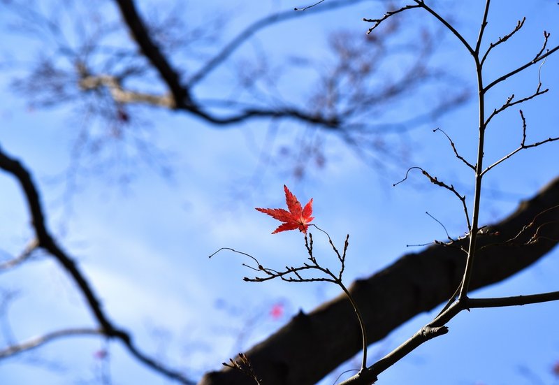 夜桜お七 の新着タグ記事一覧 Note つくる つながる とどける 夜桜お七 の新着タグ記事一覧 Note つくる つながる とどける
