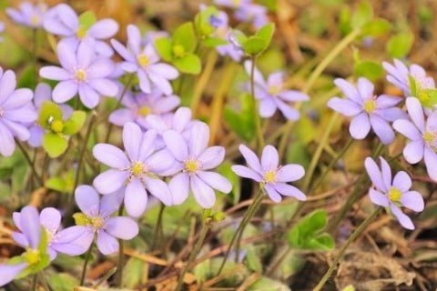 雪割草と花言葉の意味を活かせ の新着タグ記事一覧 Note つくる つながる とどける 雪割草と花言葉の意味を活かせ の新着タグ記事一覧 Note つくる つながる とどける