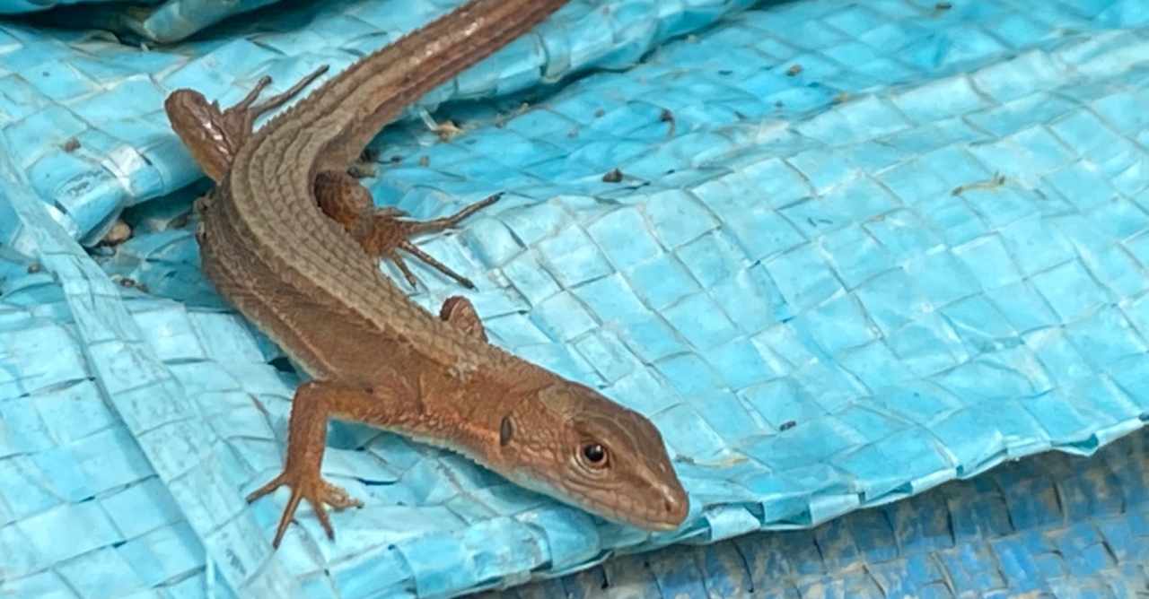 カナヘビ の新着タグ記事一覧 Note つくる つながる とどける