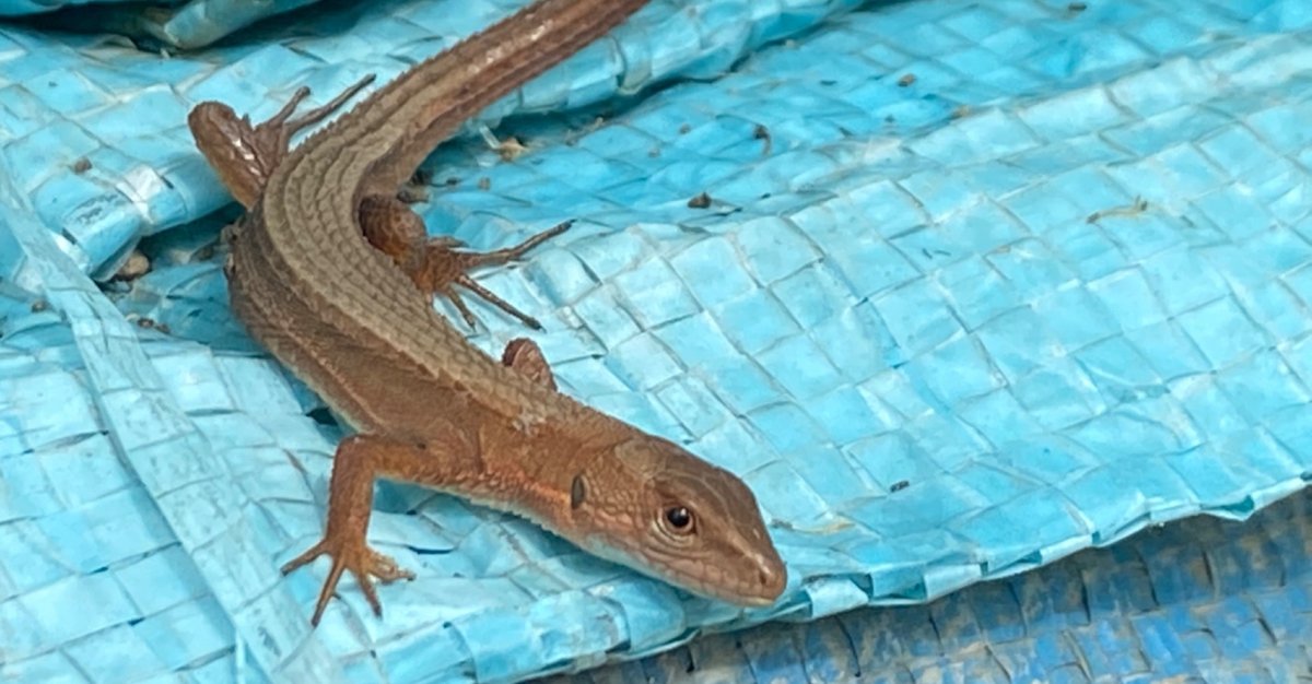 アジアのカナヘビ　爬虫類の本 アジアのカナヘビ 爬虫類の本 楽天市場】カナヘビ 本の通販