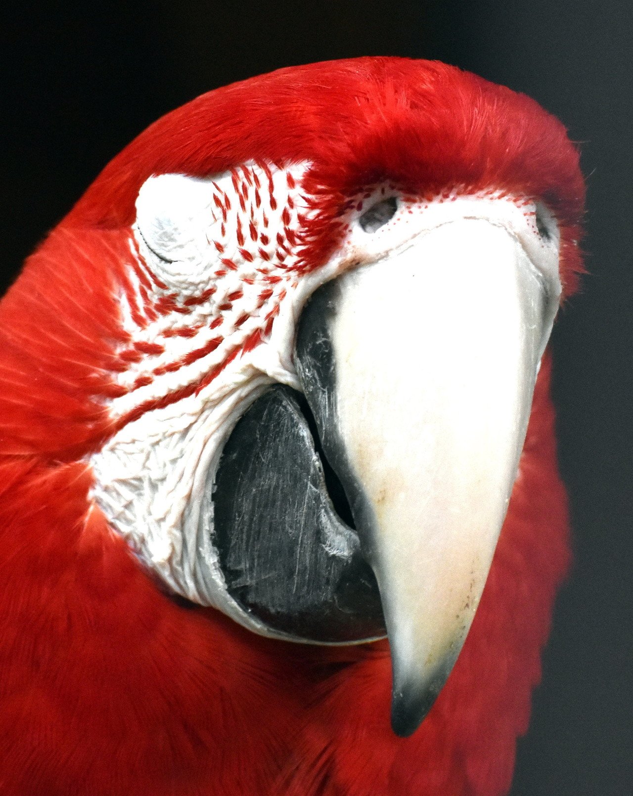 ベニコンゴウインコ オウム目オウム科 Hirahiranote Note ベニコンゴウインコ オウム目オウム科 Hirahiranote Note