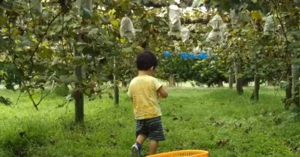 妄想シチュエーション 10 秋の味覚狩り いつか夢に描いた 家族で行くぶどう狩り 大西隆貴 オオニシタカキ Note