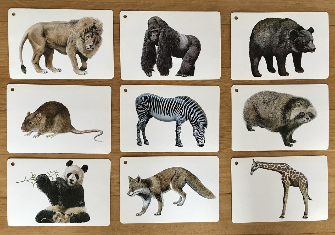 6歳児とはじめての英語 4 動物の名前を言ってみよう Shibachan Note 6歳児とはじめての英語 4 動物の名前を言ってみよう Shibachan Note