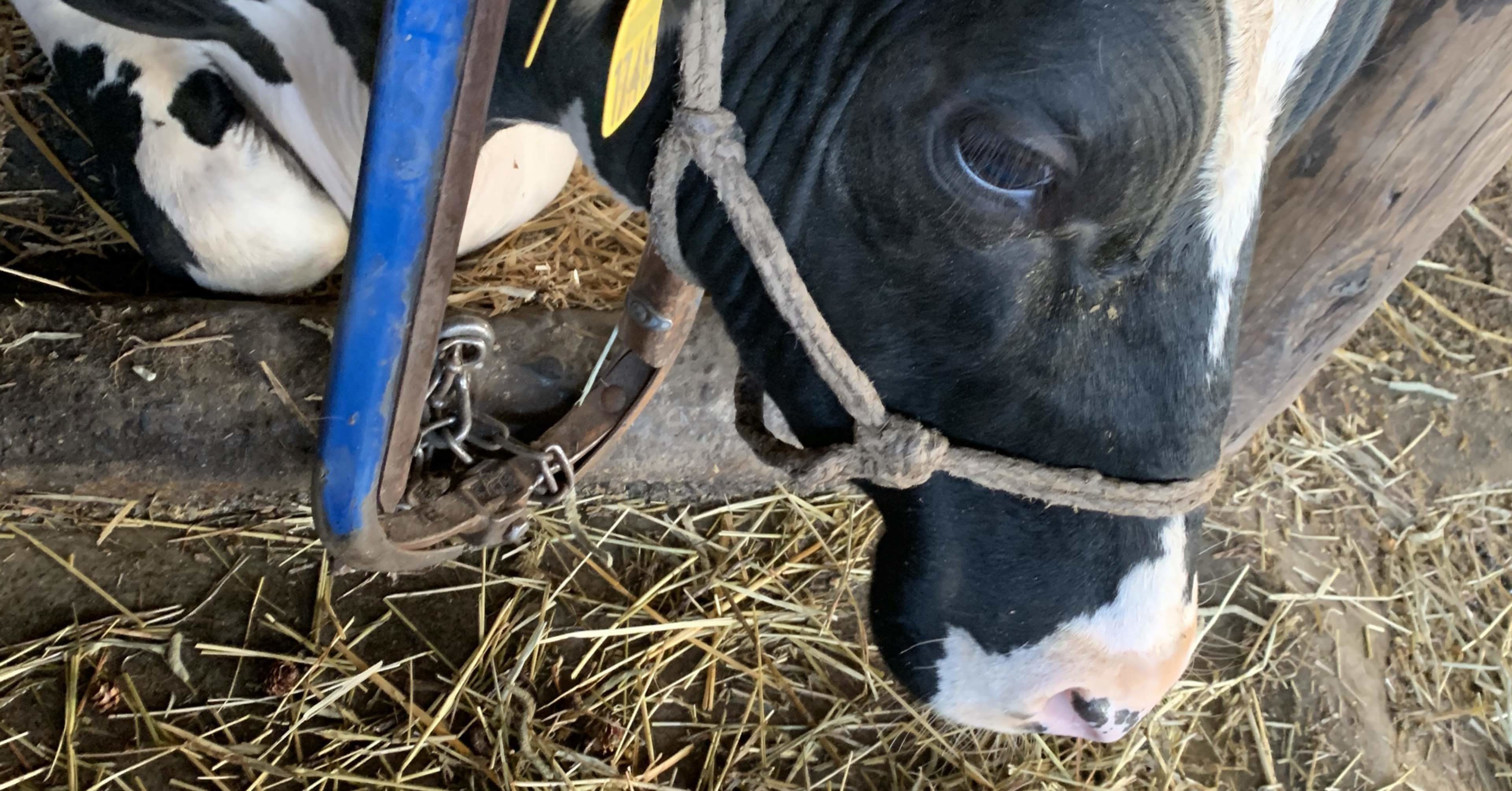 逃げた牛は ひっ捕まえる ハヤカツ 牛乳か相談だ Note