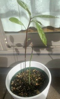 アボカド 再生 つき Note