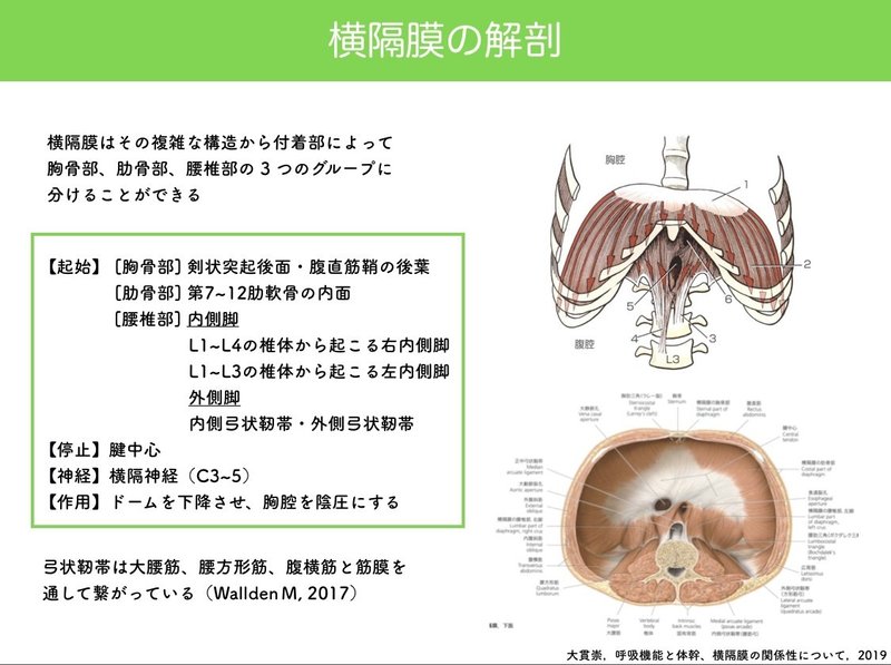論文抄読 大貫崇 呼吸機能と体幹 横隔膜の関係性について 19 ながつじ ともや Note 論文抄読 大貫崇 呼吸機能と体幹 横隔膜の関係性について 19 ながつじ ともや Note