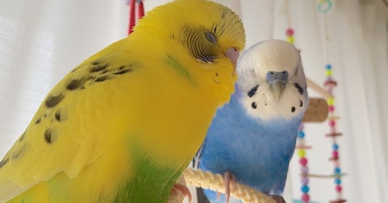 本当の幸せって何だろう インコまるけ Note 本当の幸せって何だろう インコまるけ Note