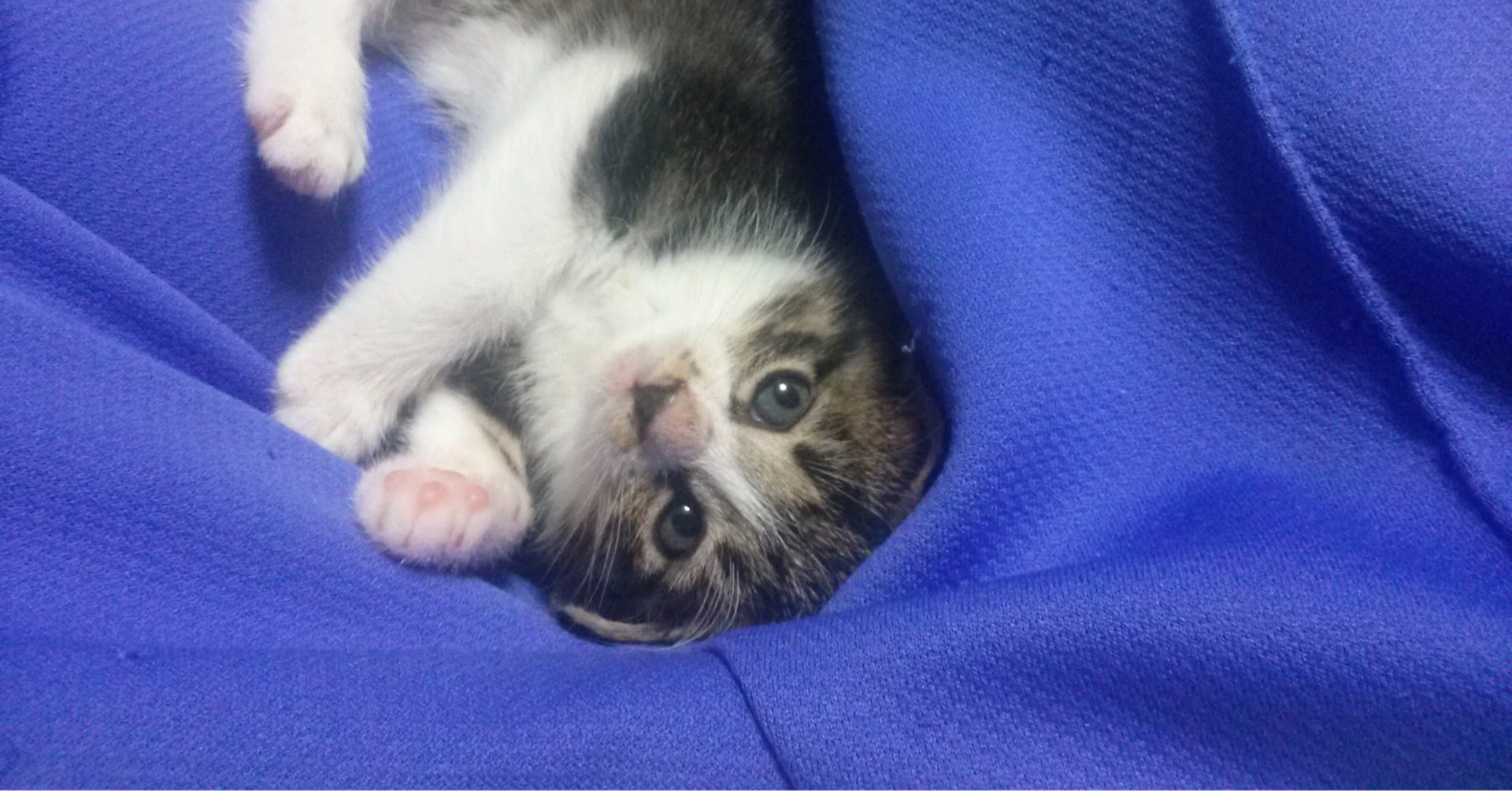 さくねこ｜note