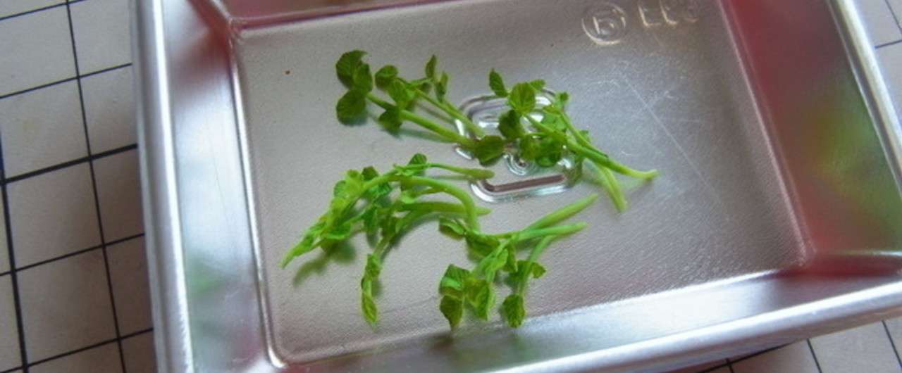 クレソンの作り方 植物系 ちょび子のミニチュアフード Note