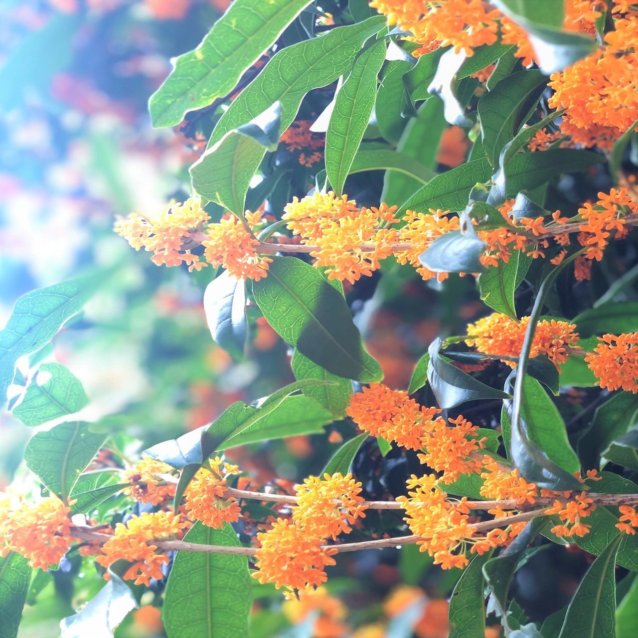 花の香りに秋を感じて Autumn Bouquet はこねフローリスト Note