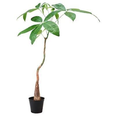 育ててみてわかった 意外と難しい観葉植物 3選 Co コプラス Note 育ててみてわかった 意外と難しい観葉植物 3選 Co コプラス Note