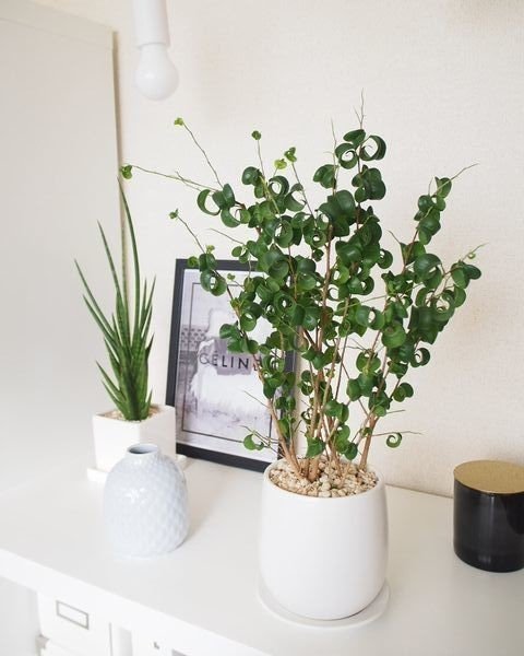 育ててみてわかった 意外と難しい観葉植物 3選 Co コプラス Note