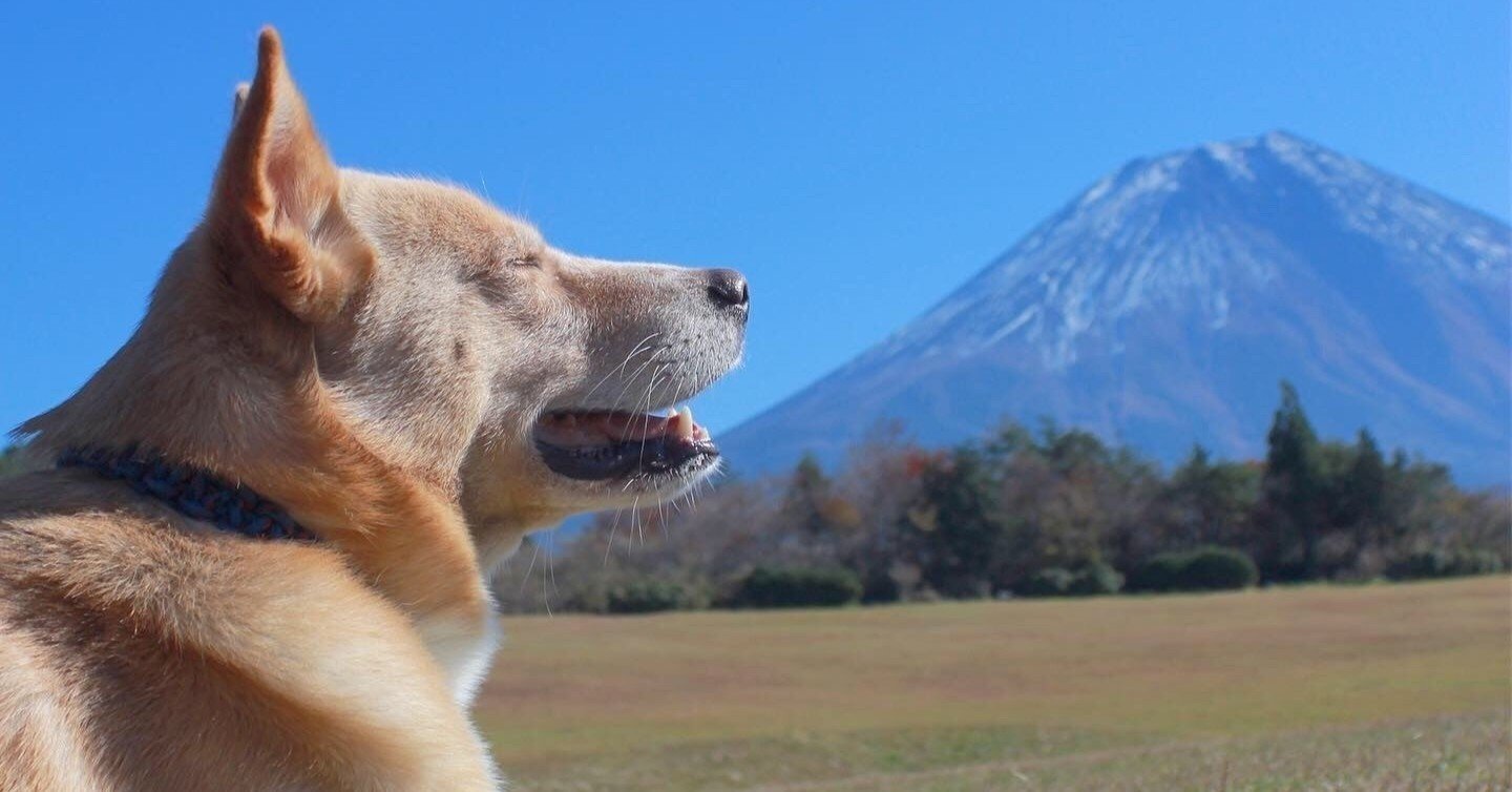 直木賞受賞作 少年と犬 を読んで ミモザ Note