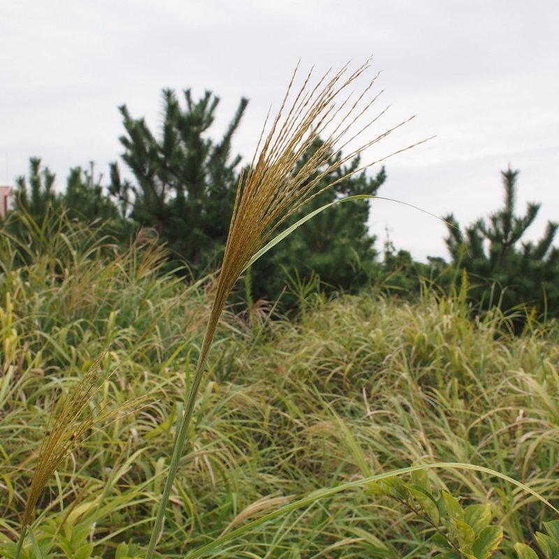 菊枕と秋の色 花の歳時記 Hanaike はないけ Note