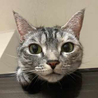 急に寒くなりましたね 風邪など引かぬよう ご自愛ください 寒いけど 冬は猫がくっついてきてくれる Ayuka Note
