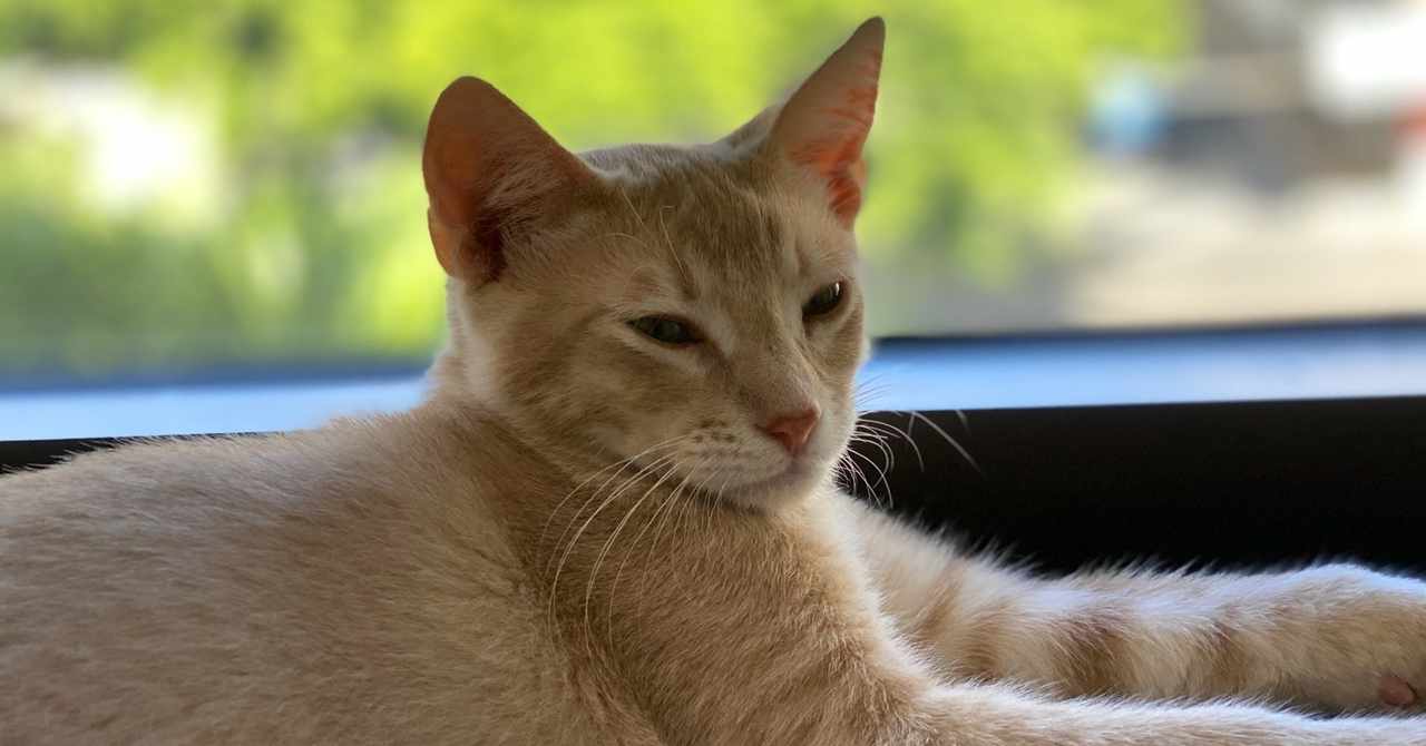 猫パンチ の新着タグ記事一覧 Note つくる つながる とどける
