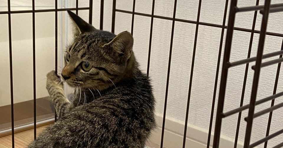生後4ヶ月のキジトラ猫を姉妹で拾った 1 しろくま Note
