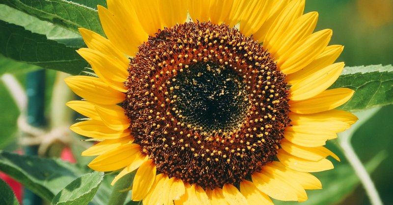 日本人にはおせっかいな人が必要 sadaharu note