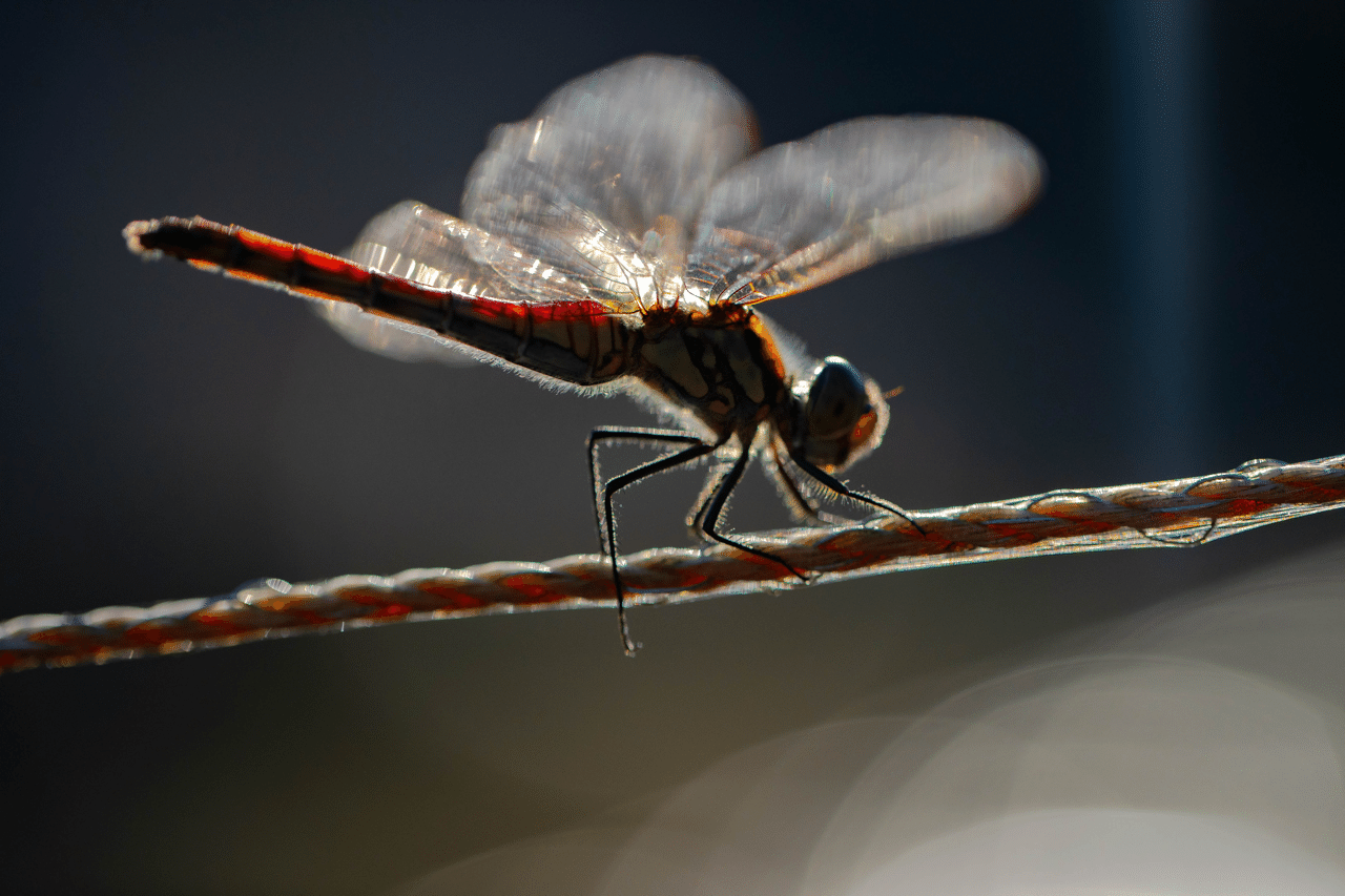 夕焼けトンボ Dragonfly Makohey Note