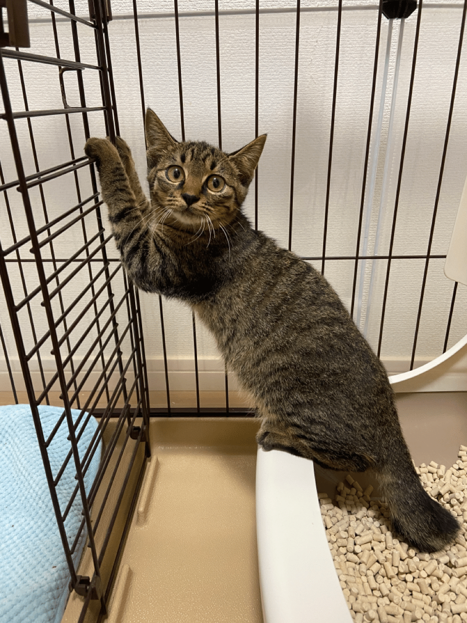 生後4ヶ月のキジトラ猫を姉妹で拾った（3）｜しろくま