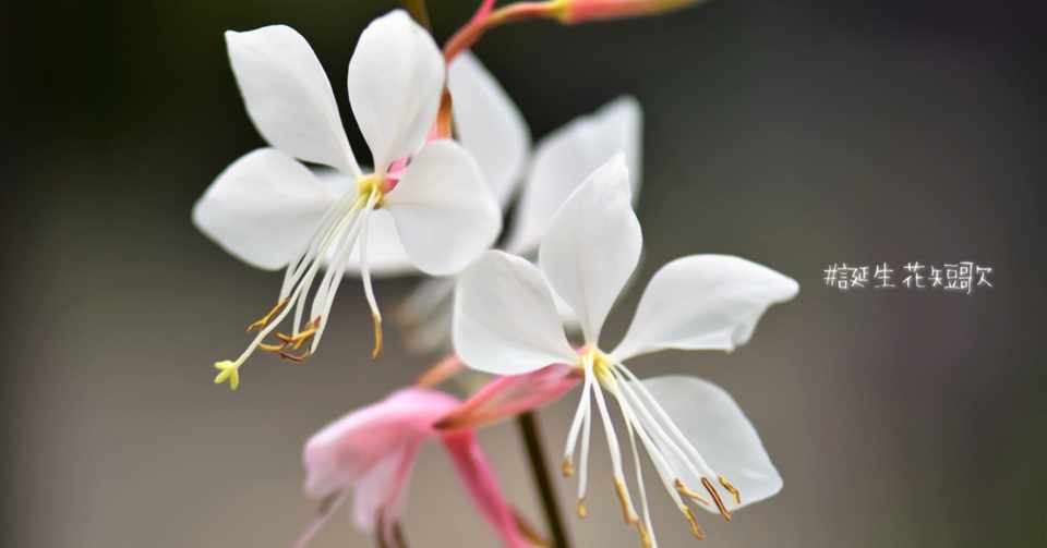 ダウンロード10月8日诞生花 乾いた壁