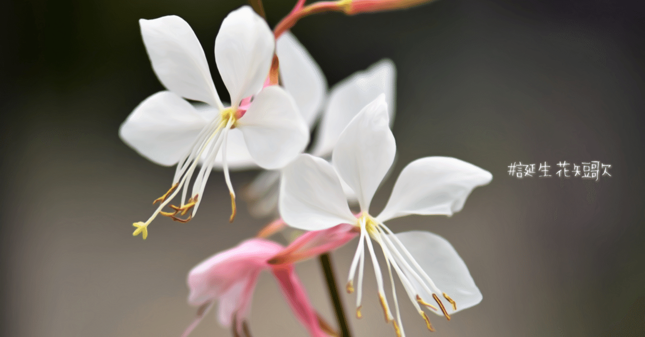 10月8日 誕生花は白蝶草 誕生花短歌 御子柴 流歌 Note