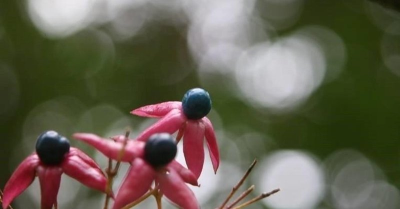 杉山由美子 の新着タグ記事一覧 Note つくる つながる とどける