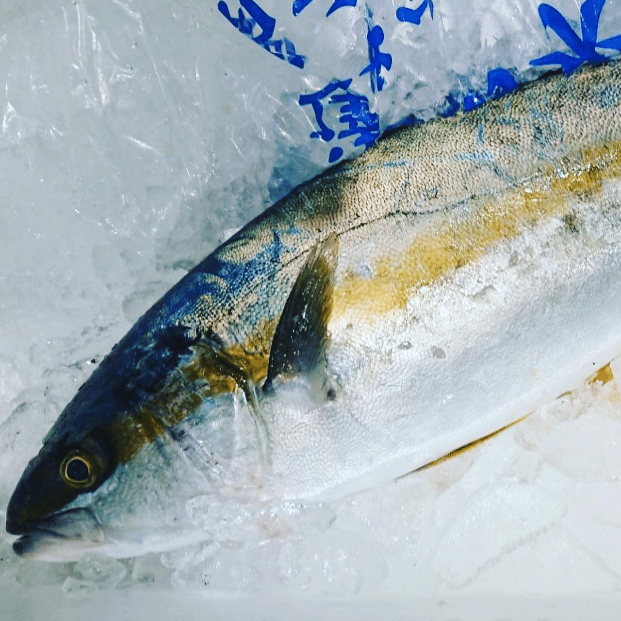 新潟 佐渡沖のヒラマサ 平政 魚が来る 明日 新潟から 鮮魚通販 Note